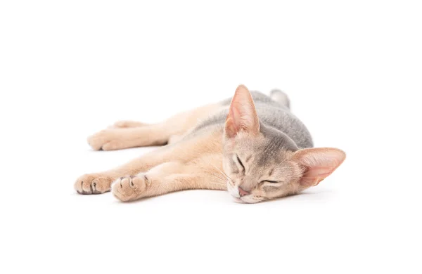 Cute little cat — Stock Photo, Image