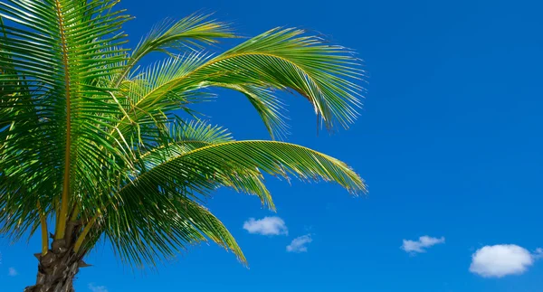 Groen palmboom — Stockfoto