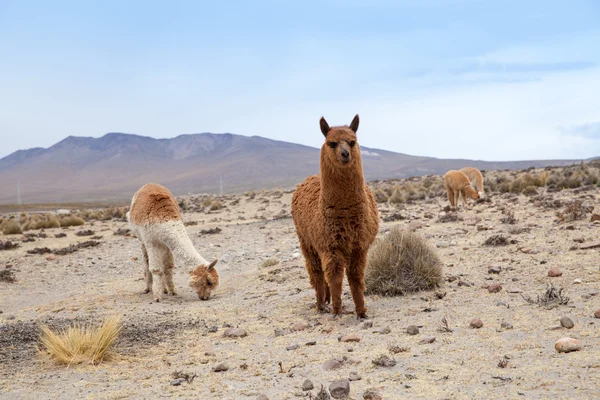 Lamas in Ande, Montagne, Perù — Foto Stock