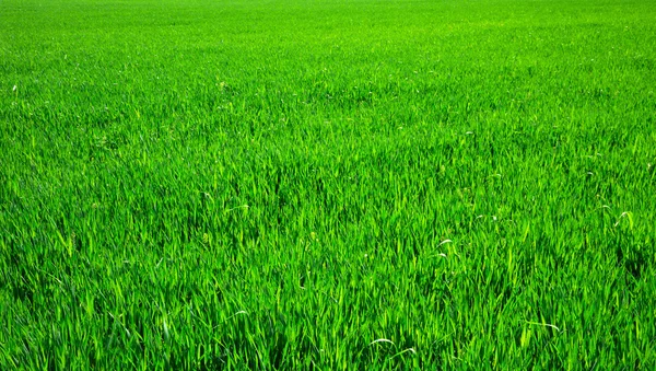 Textura de grama verde — Fotografia de Stock