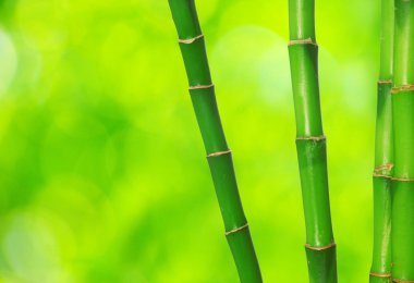 Green bamboos isolated on green clipart