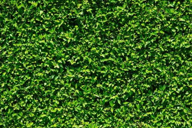 yeşil yapraklar arkaplan