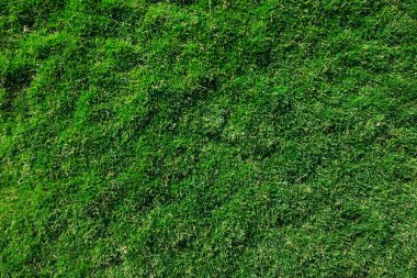 taze yeşil çim dokusu 