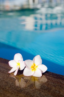 Yüzme Havuzu olarak çiçekler