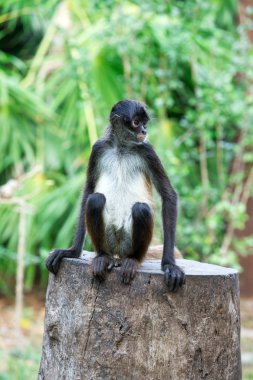 Küçük örümcek maymun 