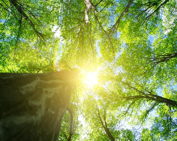 Bella foresta verde con alberi — Foto Stock