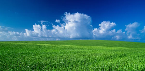 Campo verde e céu azul — Fotografia de Stock