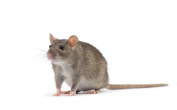 Rato pequeno isolado em branco — Fotografia de Stock