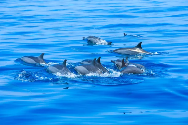 Delfíni, koupání v oceánu — Stock fotografie