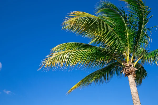 Green palm tree — Stock Photo, Image