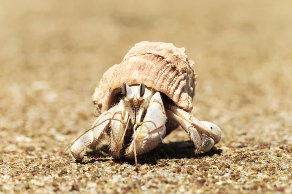 Krab poustevník v šroub shell — Stock fotografie