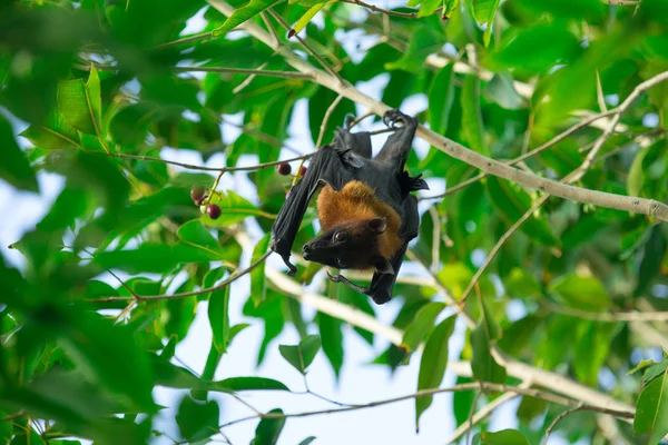 Bat hanging on tree branch — Stock Photo, Image