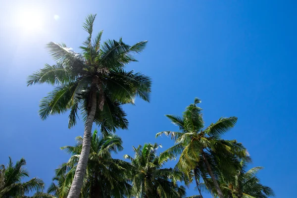 Green palm trees — Stock Photo, Image