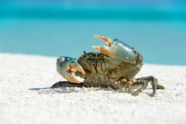 螃蟹在热带海的海滩上 — 图库照片
