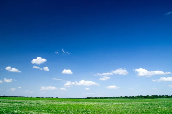 Groen veld en blauwe lucht — Stockfoto