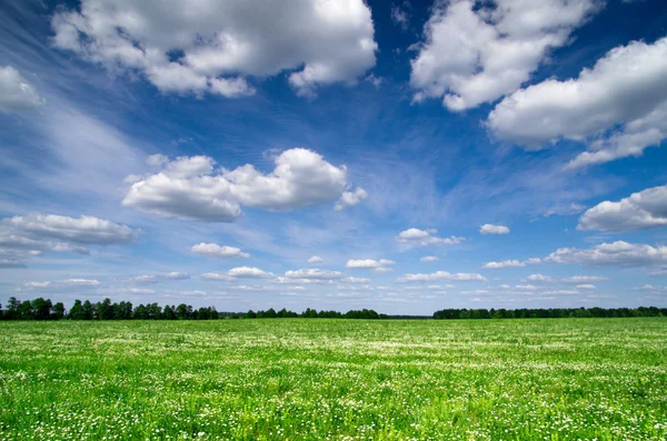 Groen veld en blauwe lucht — Stockfoto