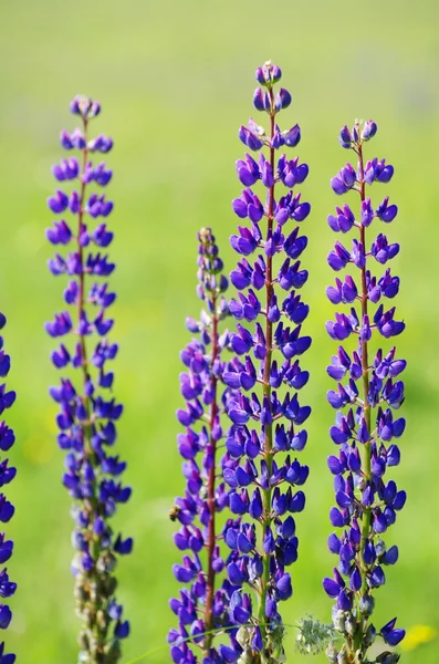 Krásné fialové květy — Stock fotografie
