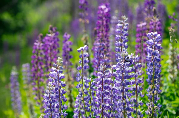 Hermosas flores violetas — Foto de Stock