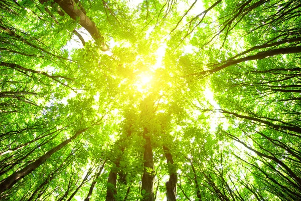 Красивый зеленый лес с деревьями — стоковое фото