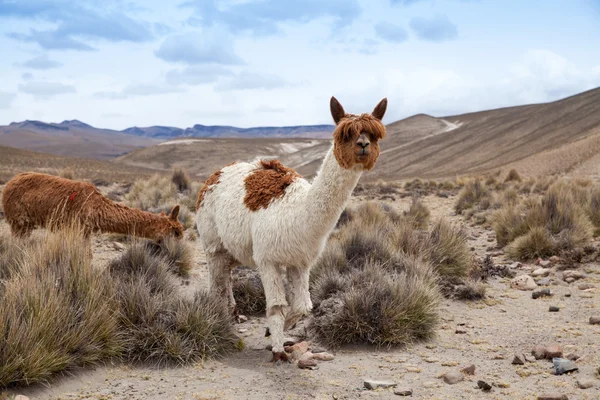 Lama's in de Andes, bergen, Peru — Stockfoto