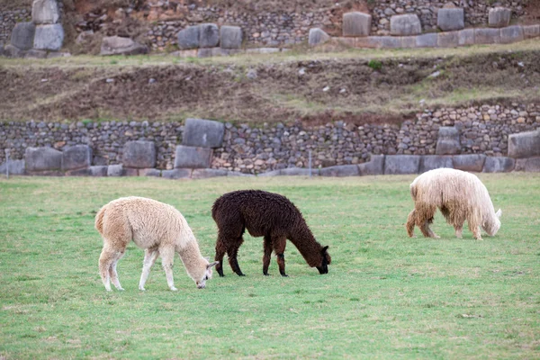 Lamów w Andach, góry, Peru — Zdjęcie stockowe