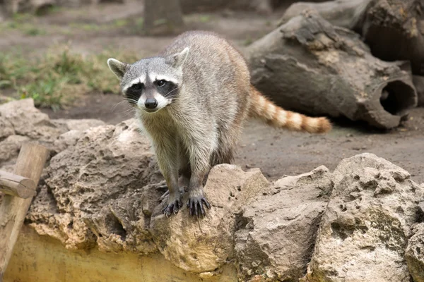 Raccoon sitting and staring intently — Stock Photo, Image