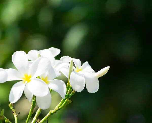 Beyaz plumeria çiçekler — Stok fotoğraf