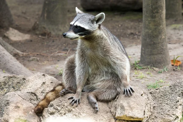 Raccoon sitting and staring intently — Stock Photo, Image