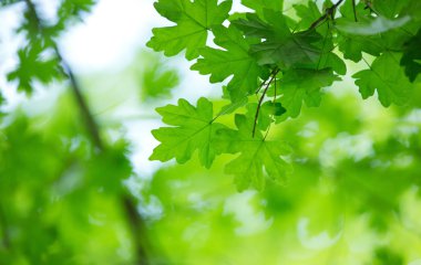 yeşil yapraklar arkaplan 