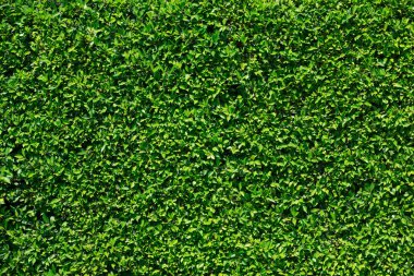 yeşil yapraklar arkaplan