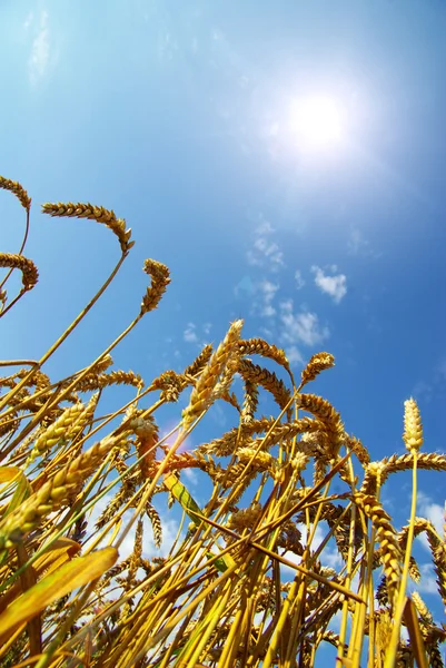 Pole pšenice nad modrá obloha — Stock fotografie