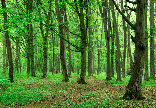 green forest in spring 