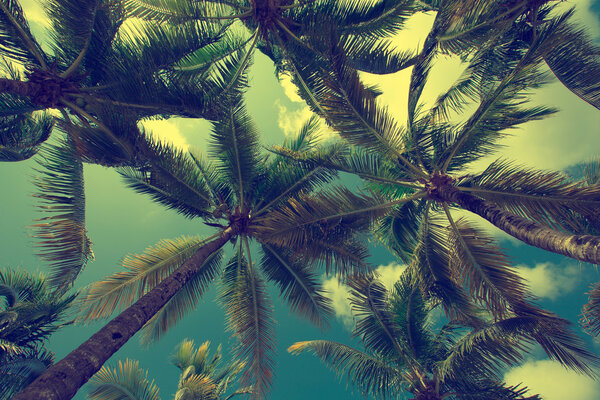 Green palm trees