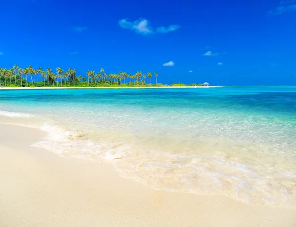 Trooppinen ranta Malediiveilla — kuvapankkivalokuva