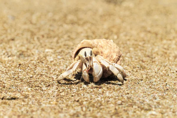 Hermit Crab in a screw shell — Stock Photo, Image