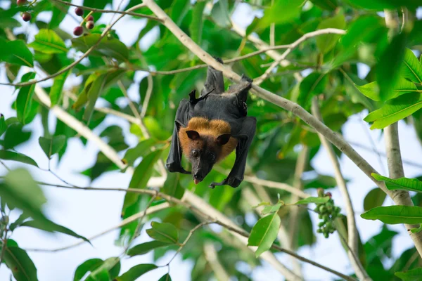 Bat hanging on a tree branch — Stock Photo, Image