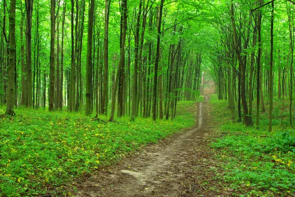 Caminho na floresta verde — Fotografia de Stock