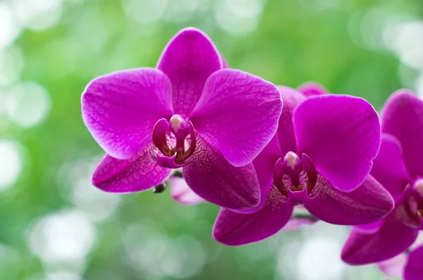 Violette Orchideenblüten — Stockfoto