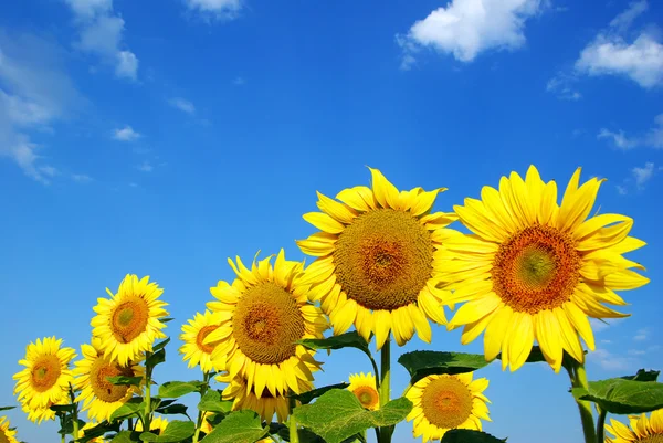 Solrosor fält med blå himmel — Stockfoto