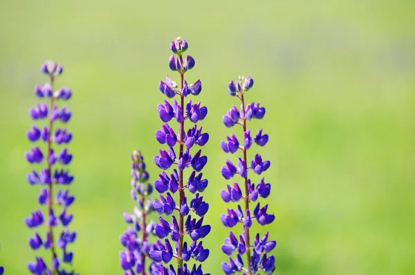 Фиолетовые цветы на поле — стоковое фото