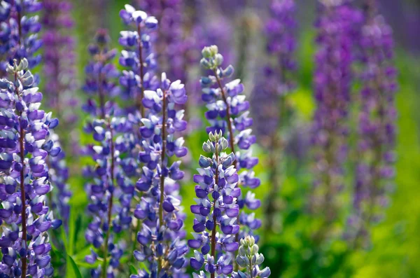 Fiori viola sul campo — Foto Stock