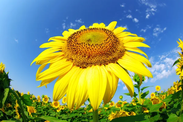 Zonnebloemenveld met blauwe lucht — Stockfoto
