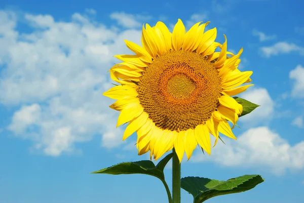 Sunflower over blue sky — Stock Photo, Image