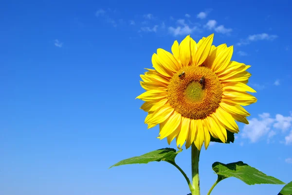 Sunflower over blue sky — Stock Photo, Image