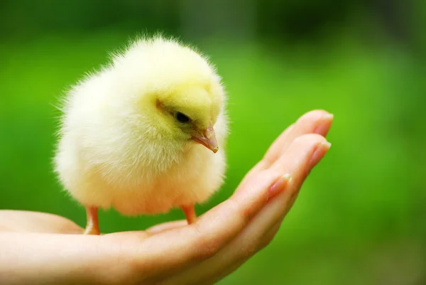 Baby kuřátko v ruce — Stock fotografie