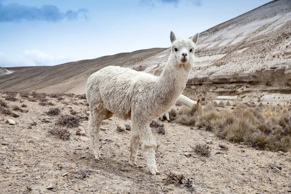 Andes Dağları'nda Lama — Stok fotoğraf