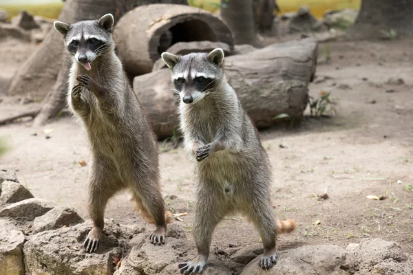 Raccoons staring intently — Stock Photo, Image