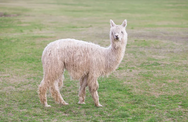 Lama en Cordillera de los Andes — Foto de Stock