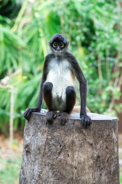 Singe araignée sur un arbre — Photo