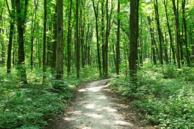 Yeşil orman ağaçları. doğa yeşil ahşap güneş ışığı arka planı